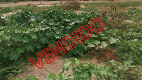T05-PREDIO RUSTICO SECTOR PAJONAL ALTO, LOTE 95, CON U.C. ( ICA / NAZCA / PAJONAL ALTO)